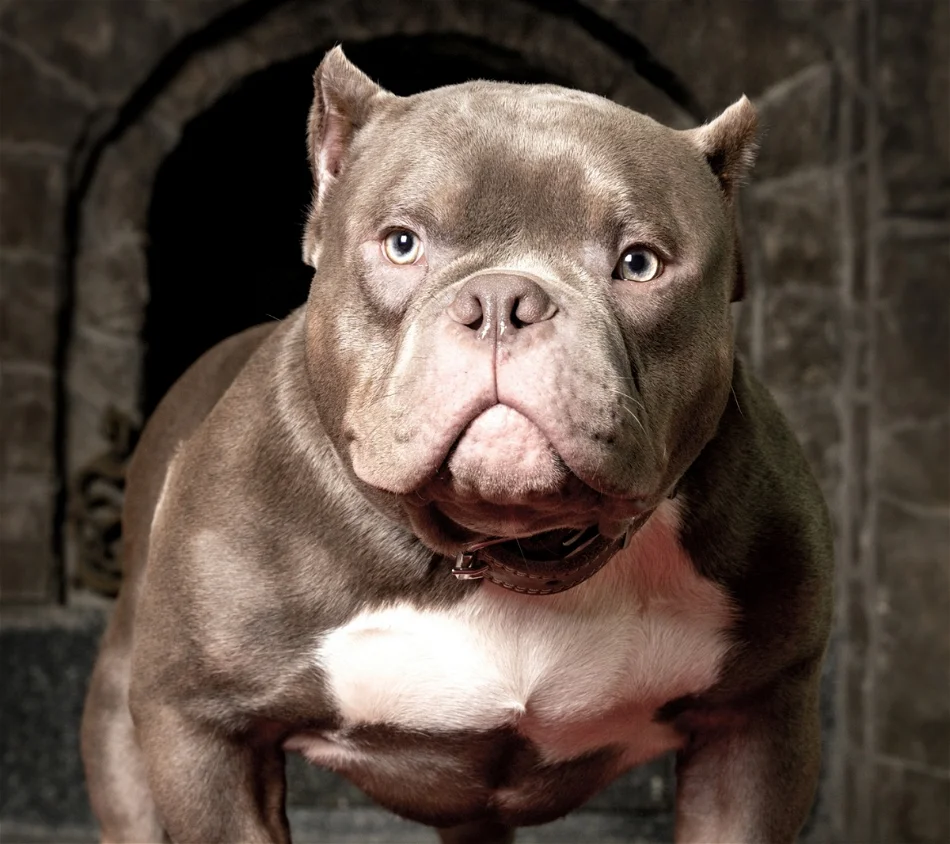 The-Micro-Bully-1-1 Micro Bully Explained-Essential Guide for Bully Breed Lovers